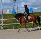 Cheval de sport 