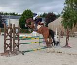 Cheval de sport 