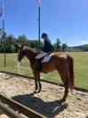 Ruin Selle Français Te koop 2018 Vos ,  AScot des ifs