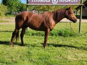 – Cheval Quarter Horse Keywest du TR –