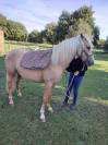 VENDS PONEY PFS PALOMINO DE 2024
