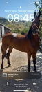 Cavalla Kwpn X Frisone 