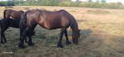 Frison femelles 1ans et 2ans