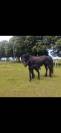 Frison femelles 1ans et 2ans