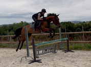 Cheval 4 ans cso par By Cera d'Ick