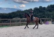 Cheval 4 ans cso par By Cera d'Ick
