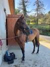 Cheval 4 ans cso par By Cera d'Ick