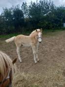 A vendre poulain haflinger 