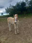 A vendre poulain haflinger 