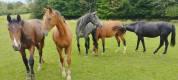 Haras en activité avec Maison d'exception