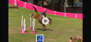 Hongre 6 ans Ogrion des champs