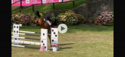 Hongre 6 ans Ogrion des champs