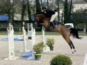 Hongre 6 ans Ogrion des champs