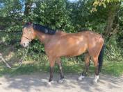 Hongre 6 ans Ogrion des champs
