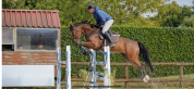 Hongre 6 ans Ogrion des champs