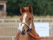 Pouliche Co alezane souche sport