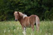Shetland grande taille