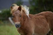 Shetland grande taille