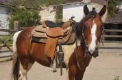 Hongre Quarter Horse A vendre 2021 Paint par Black Magic WR Bear