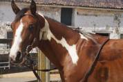 Hongre Quarter Horse A vendre 2021 Paint par Black Magic WR Bear