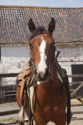 Hongre Quarter Horse A vendre 2021 Paint par Black Magic WR Bear