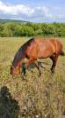 Poulain PSL, hongre, 15 mois