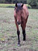 Poulain PSL, hongre, 15 mois