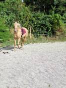 Hongre ONC 3 ans, palomino