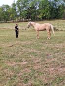 Hongre ONC 3 ans, palomino