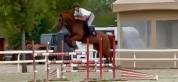CAVALLO castrone francese del 2017