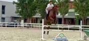 CAVALLO castrone francese del 2017