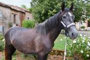 Jument Espagnole 3 ans