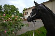 Jument Espagnole 3 ans