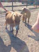 2 BRAVES PONEYS SHETLANDS A VENDRE 