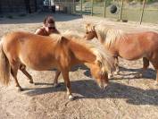 2 BRAVES PONEYS SHETLANDS A VENDRE 