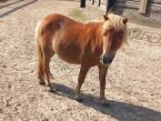 2 BRAVES PONEYS SHETLANDS A VENDRE 