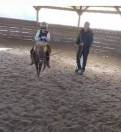 2 BRAVES PONEYS SHETLANDS A VENDRE 