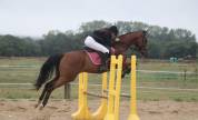 Top hongre de 6 ans 
