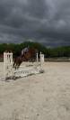 Top hongre de 6 ans 