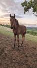 Superbe poulain Hispano Arabe 