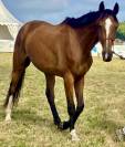 Cheval pour loisir CSO/Randonnée