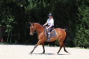 Vends Poney de Selle Francais 1.54m