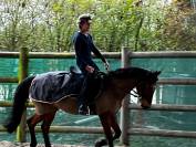 Vends Poney de Selle Francais 1.54m