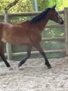 Vends Poney de Selle Francais 1.54m