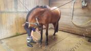 Vends Poney de Selle Francais 1.54m