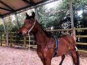 Vends Poney de Selle Francais 1.54m