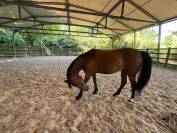 Vends Poney de Selle Francais 1.54m