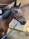 Vends Poney de Selle Francais 1.54m