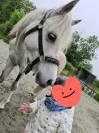 Poney welsh/pur sang arabe 