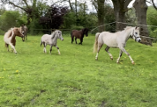 Poney welsh/pur sang arabe 